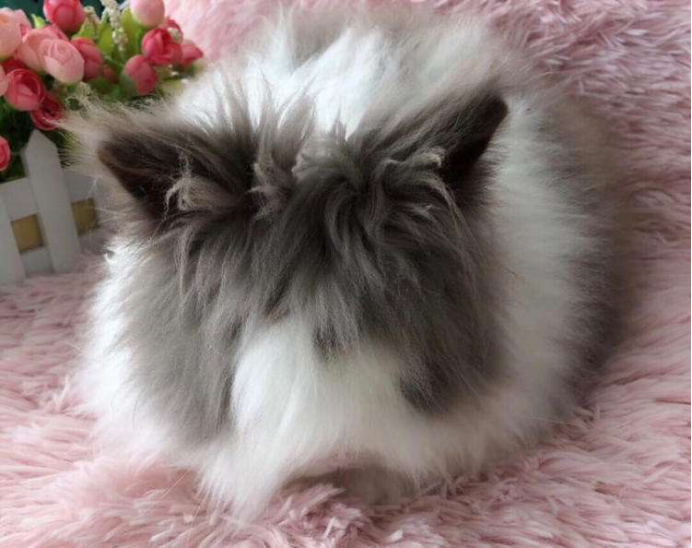 饲养猫猫兔需要掌握的三个小技巧_百科TA说