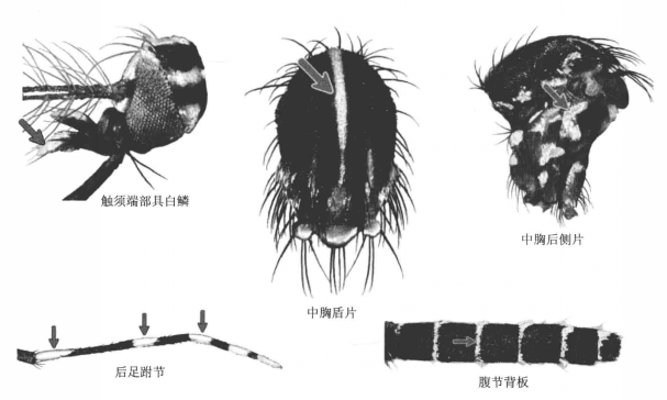 白纹伊蚊