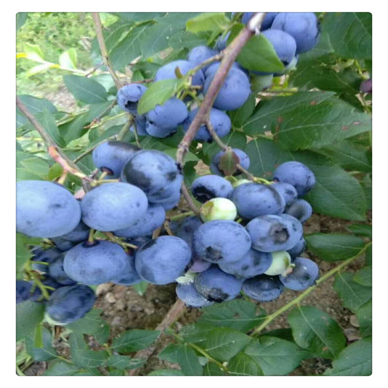  p>矮丛光蒿( i>artemisia disjuncta /i> krasch.)是菊科蒿属植物.