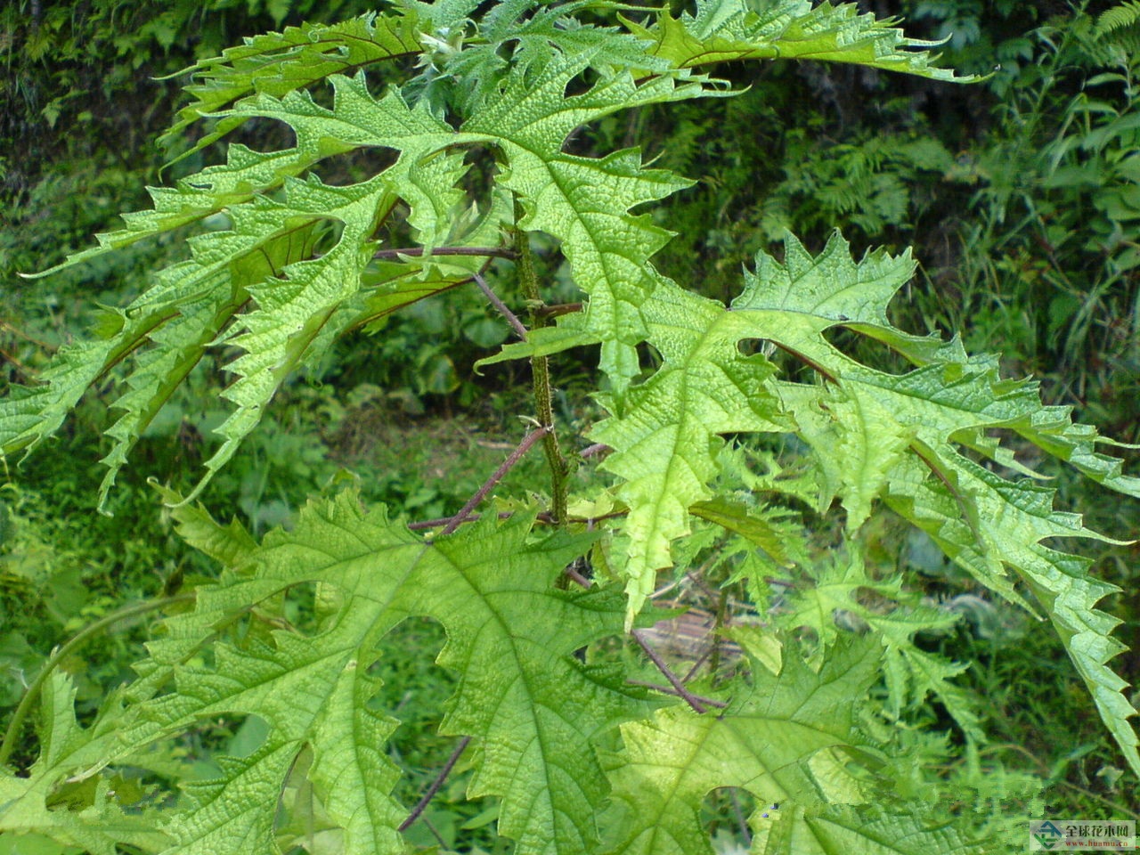  p>鸡麻属(学名:rhodotypos sieb. et zucc.