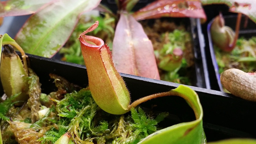 血腥玛丽猪笼草