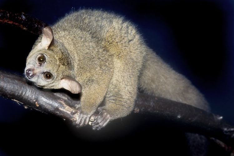 一种夜行的 a target="_blank" href="/item/灵长类">灵长类 /a>动物