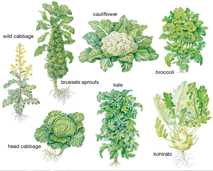 十字花科_百度百科
