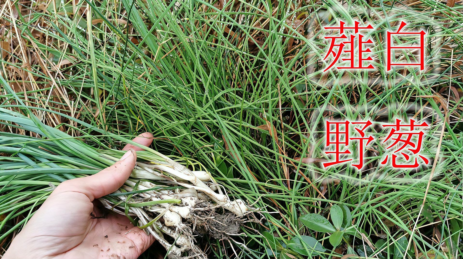 薤白（百合科葱属植物）_百度百科