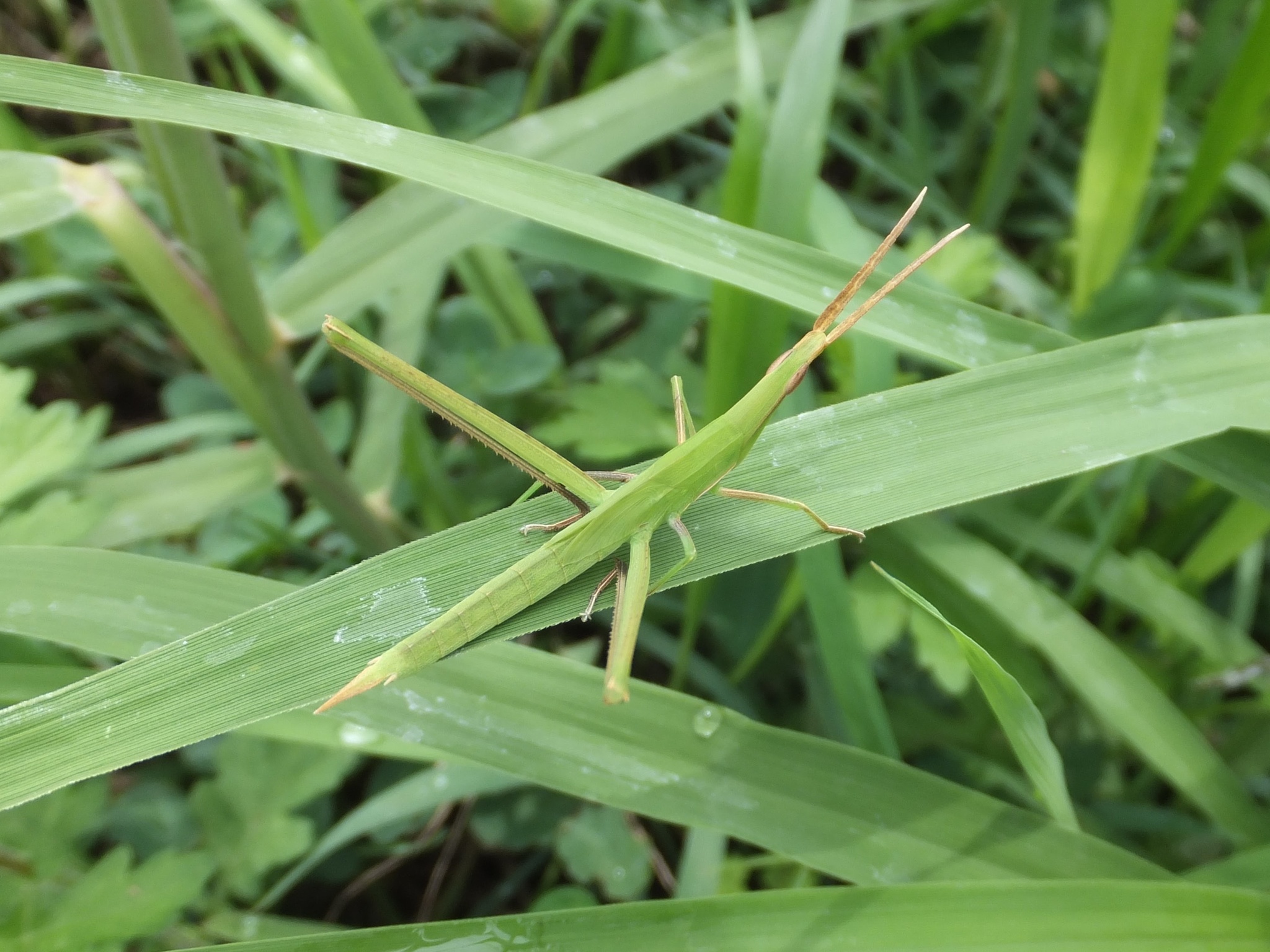  p>中华剑角蝗(学名: i>acrida cinerea /i>)是剑角蝗科,剑角蝗属昆虫