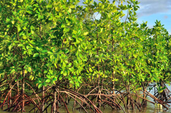 红树植物