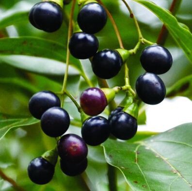  p data-id="gnvjz2h2ga">樟树子,又名香樟子,樟木子,大木姜子,是樟科