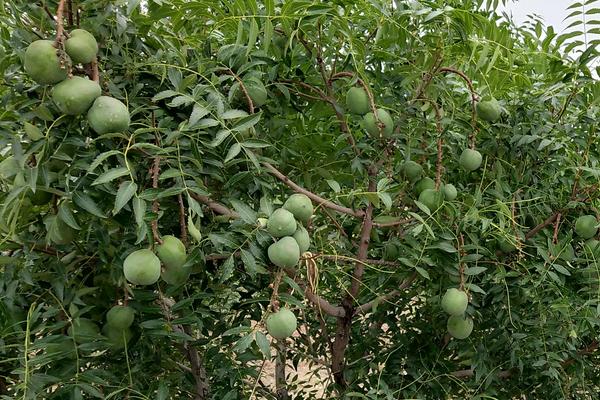 >xanthoceras sorbifolium /i> bunge),无患子科文冠果属的落叶小乔木