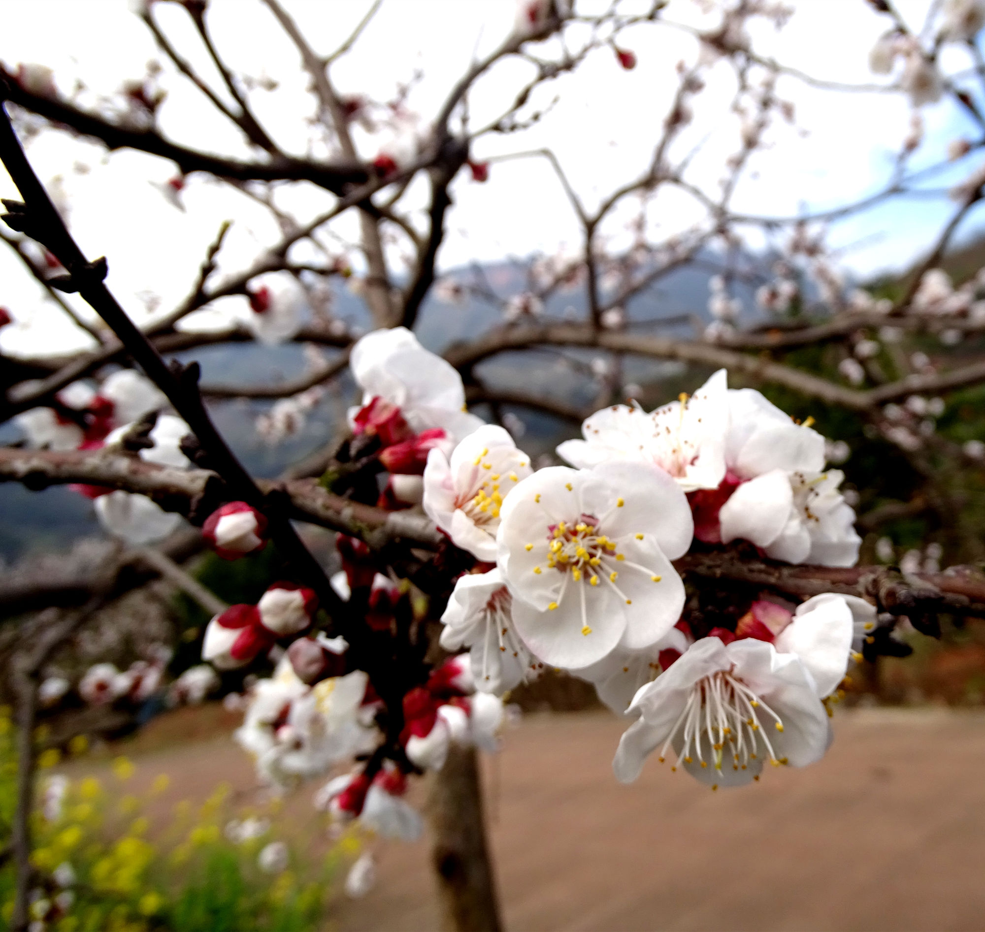 嫩枝呈现褐色或褐红色;树叶叶柄短,叶子呈圆形;杏花开放时花瓣呈现玉