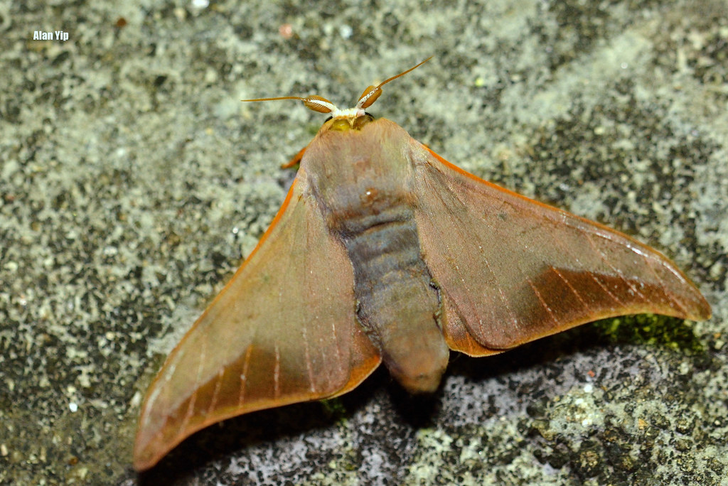  /i> (walker), a target="_blank" href="/item/钩蛾科/10081547"