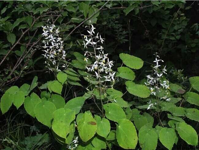 三枝九叶草(原变种)