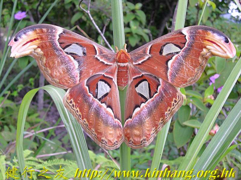  p data-id="gnwp846pwz">皇蛾是世界上体型最大的 a target="_blank"