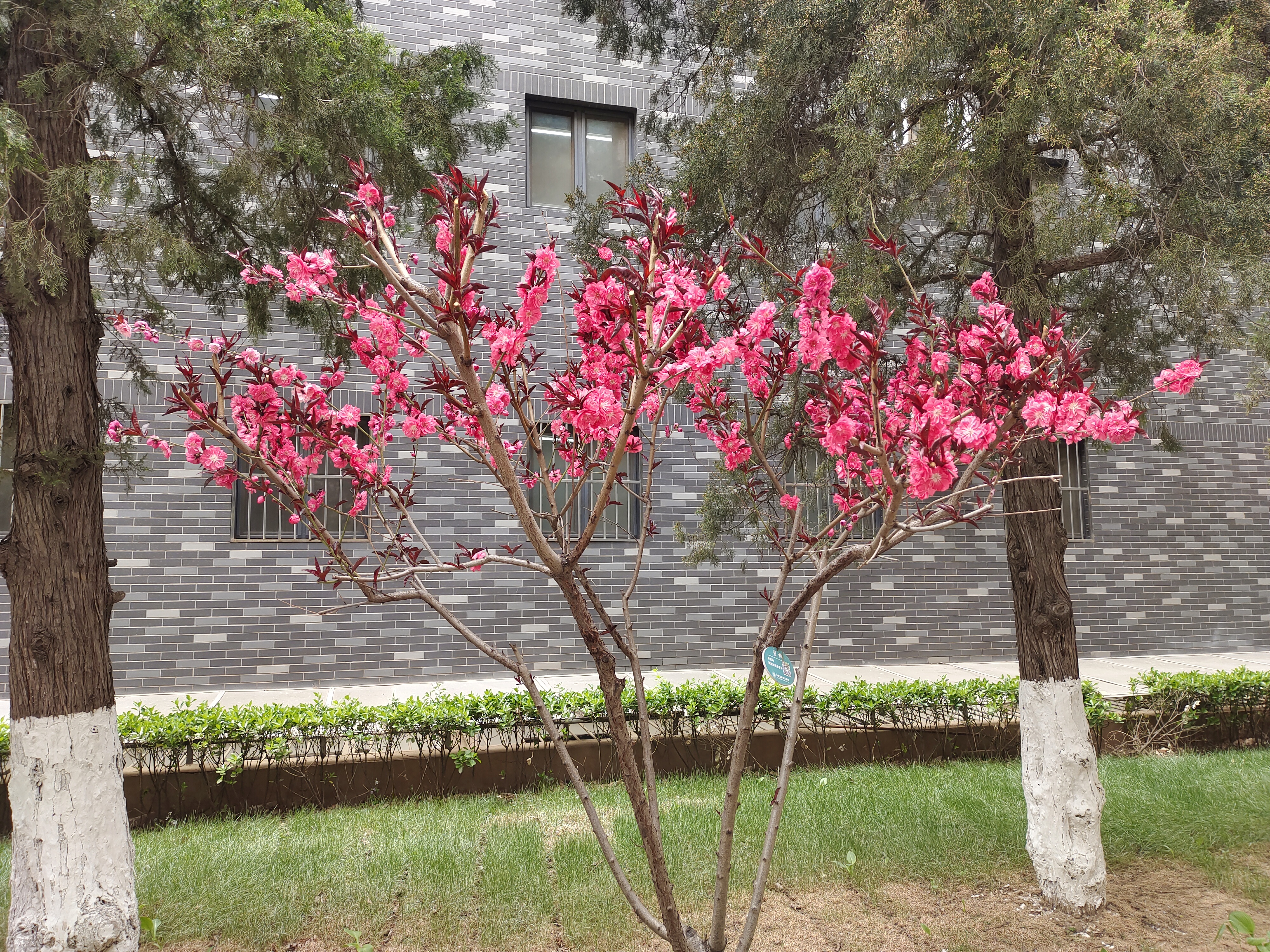  p>碧桃(学名: i>amygdalus persica /i> l. var.  i>persica /i> f.