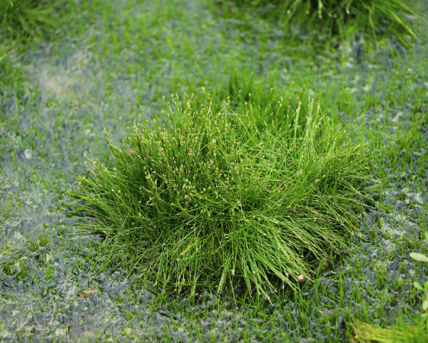 松叶蕨（松叶蕨科松叶蕨属植物）_百度百科