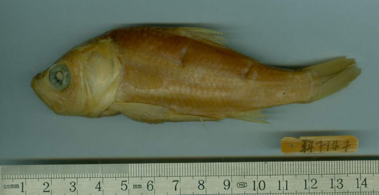  p>大头鲤(学名: i>cyprinus pellegrini /i>)是鲤科,鲤属鱼类.