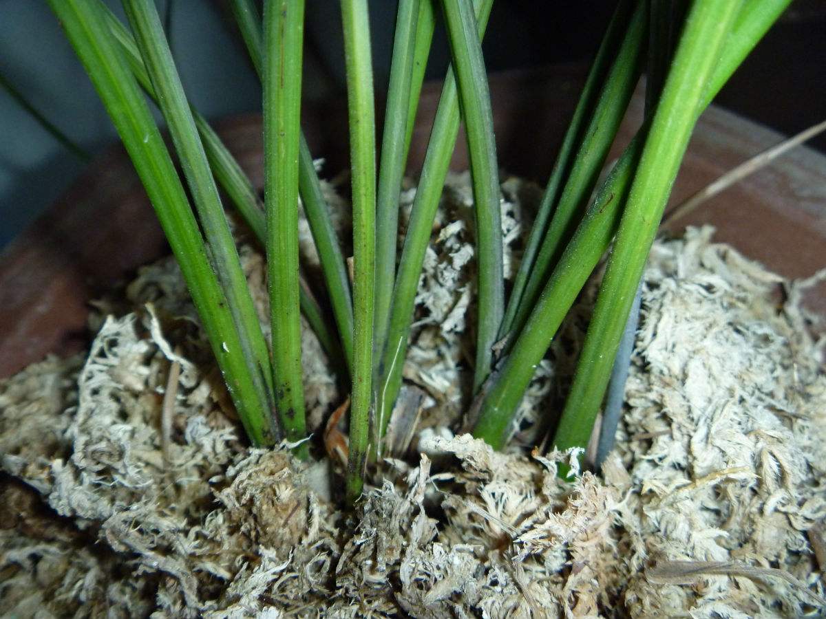 为兰科植物建兰,寒兰或台兰的根.其味辛,性微寒.