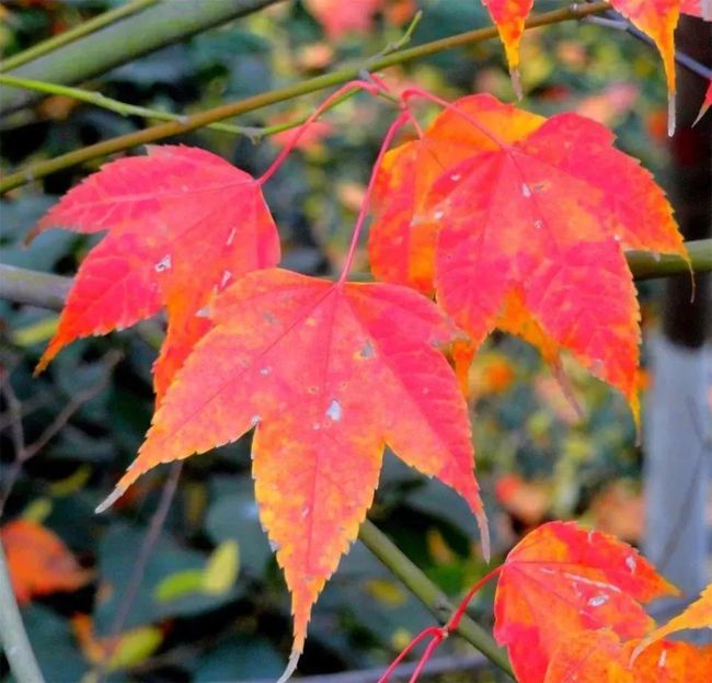 三角槭黄山学院5号