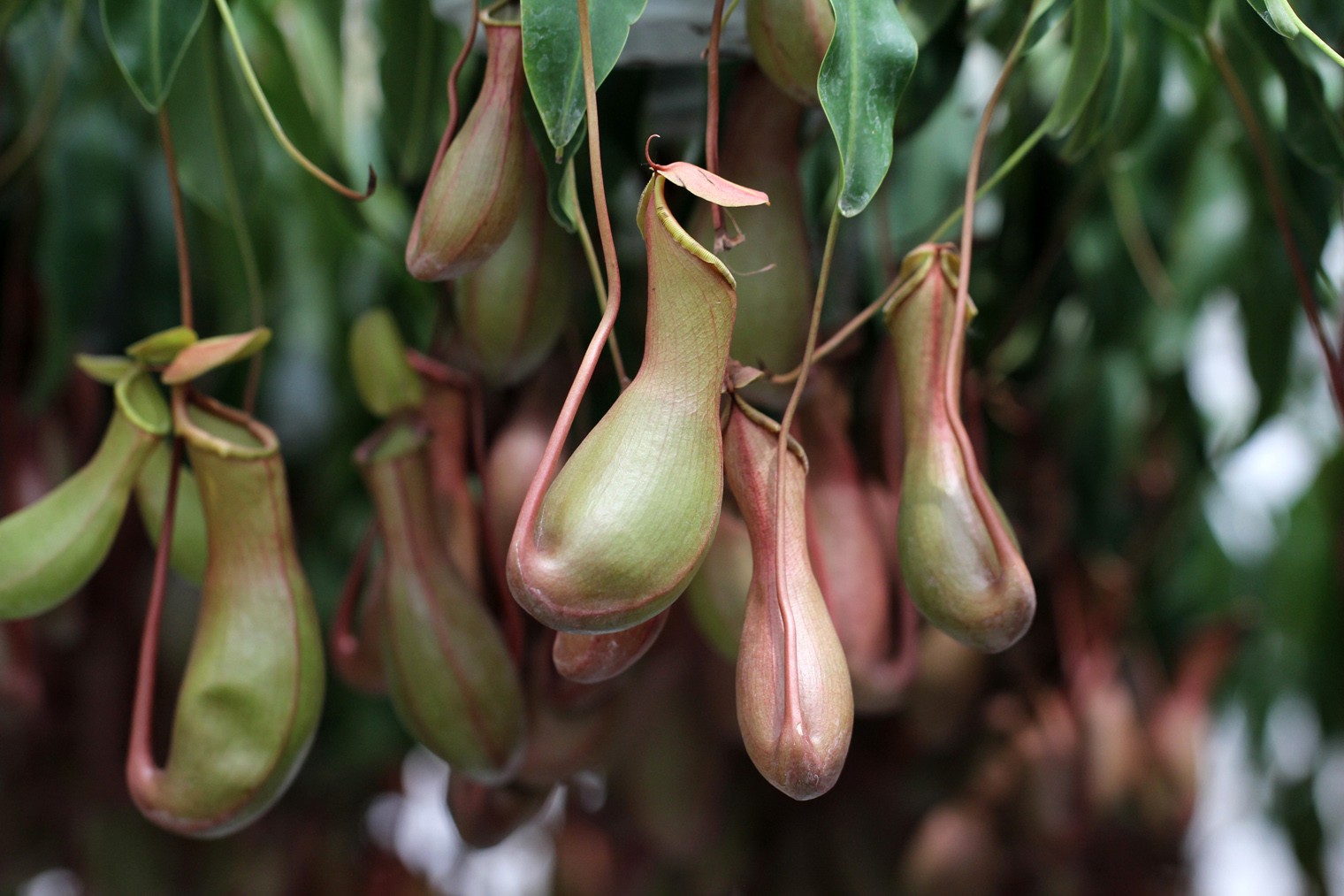  p>猪笼草是 a target="_blank" href="/item/猪笼草属/6772635" data