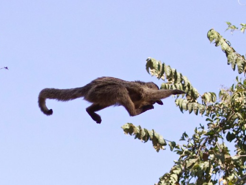  p>棕帽卷尾猴(学名: i>cebus brunneus /i>):卷尾猴科,卷尾猴属动物.