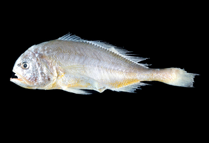  p>棘头梅童鱼(学名: i>collichthys lucidus) /i>是石首鱼科,梅童鱼