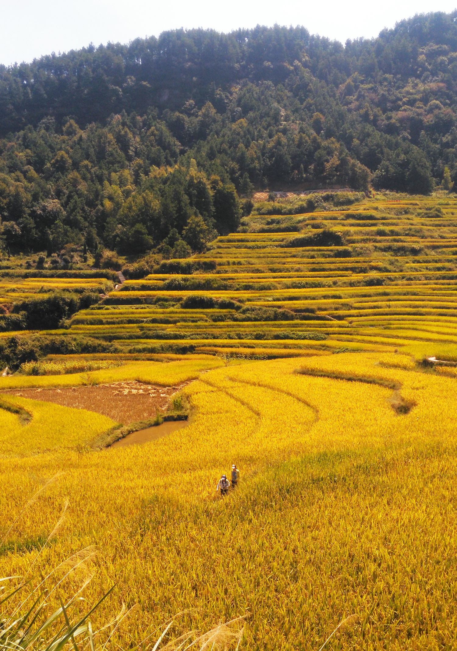  p> b>檀林镇 /b>地处县境东北部,东和东北部同安徽省太湖县接壤,南与
