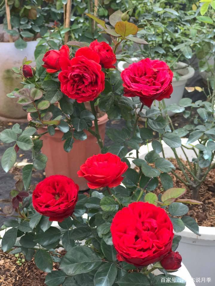 25款勤花又好养的月季品种推荐 新手一定要来一颗 盆栽地栽都行 百科ta说