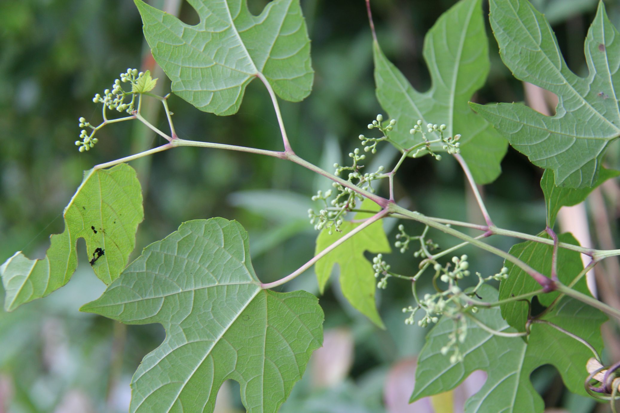 柔毛大叶蛇葡萄