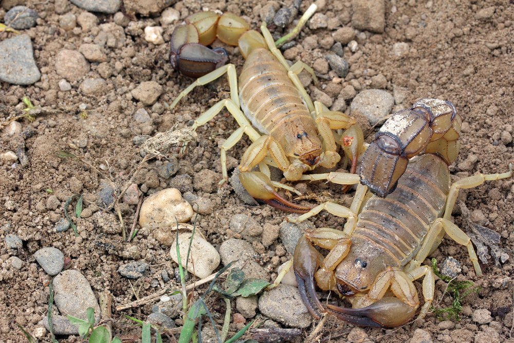  p data-id="gnwgzl0ofe">黄肥尾蝎,因拥有巨大粗壮的尾巴而得名,英文