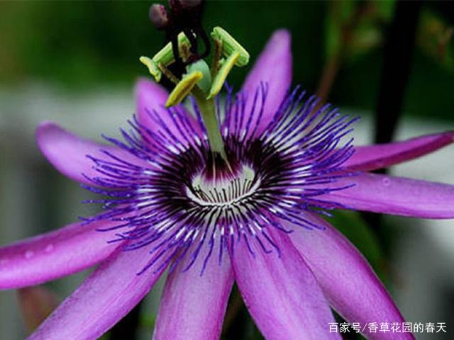 5种夏季观花植物，了解它们的开花时间，才可以欣赏到花开时的美_百科TA说