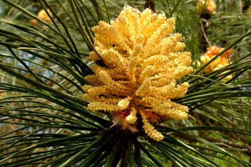  p data-id="gnbtmu87la">球花:裸子植物没有真