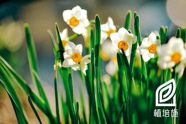 植培施」中国水仙Narcissus tazetta var. chinensis 球根花卉_百科TA说