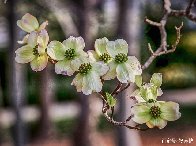 中国 算木花入　f2250224 木绣球漫谈，如何区分中华木绣球、欧洲木绣球和粉团绣球？_花卉网