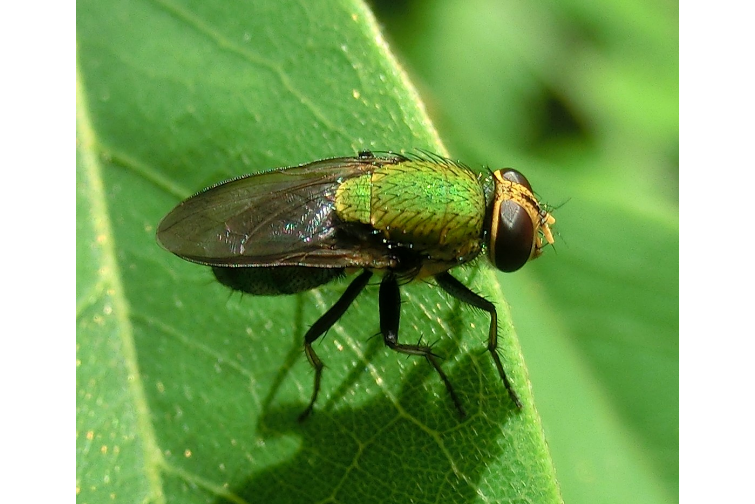  p>箭尾等彩蝇, i>isomyia sagittalis  /i>(fang et fan,1986), a