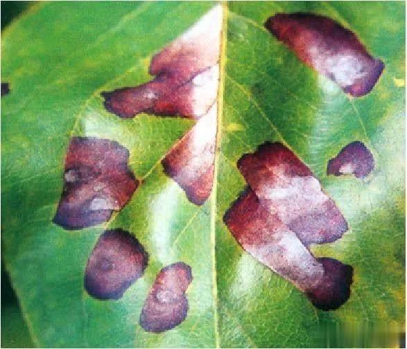  p>梨褐斑病,又称梨叶斑病,梨白星病,梨斑枯病,是由梨生壳针孢侵染所