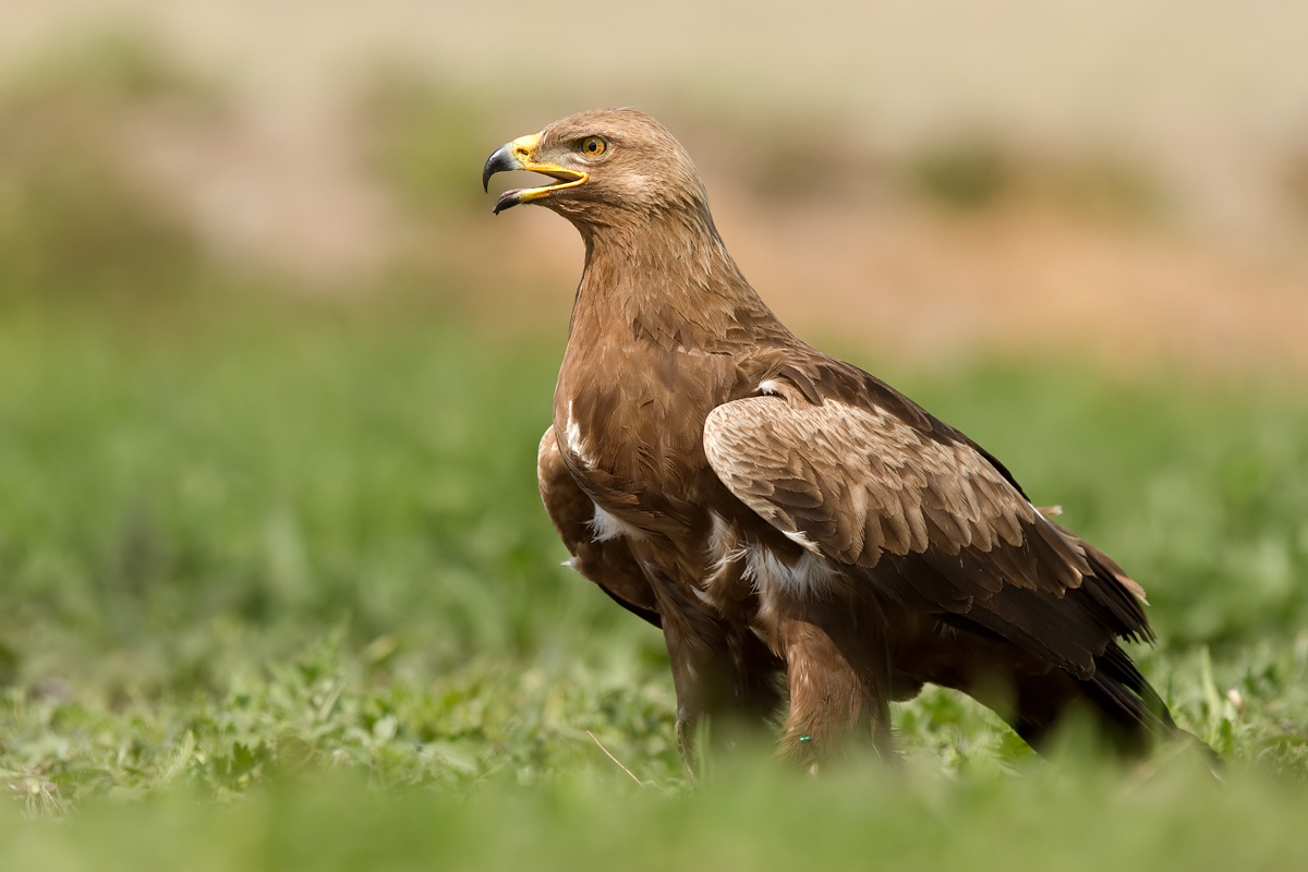  p>小乌雕(学名: i>clanga pomarina /i>):一种鹰形目,鹰科,乌雕属的