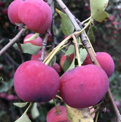 食果记：惹人爱的海红果_百科TA说