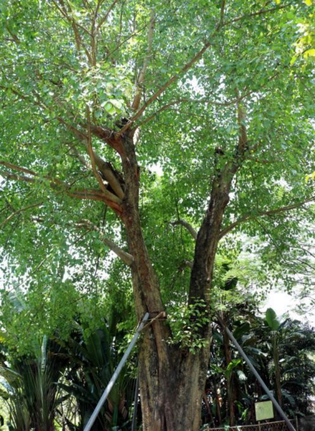 对叶榕：以榕为名，以药为用_百科TA说