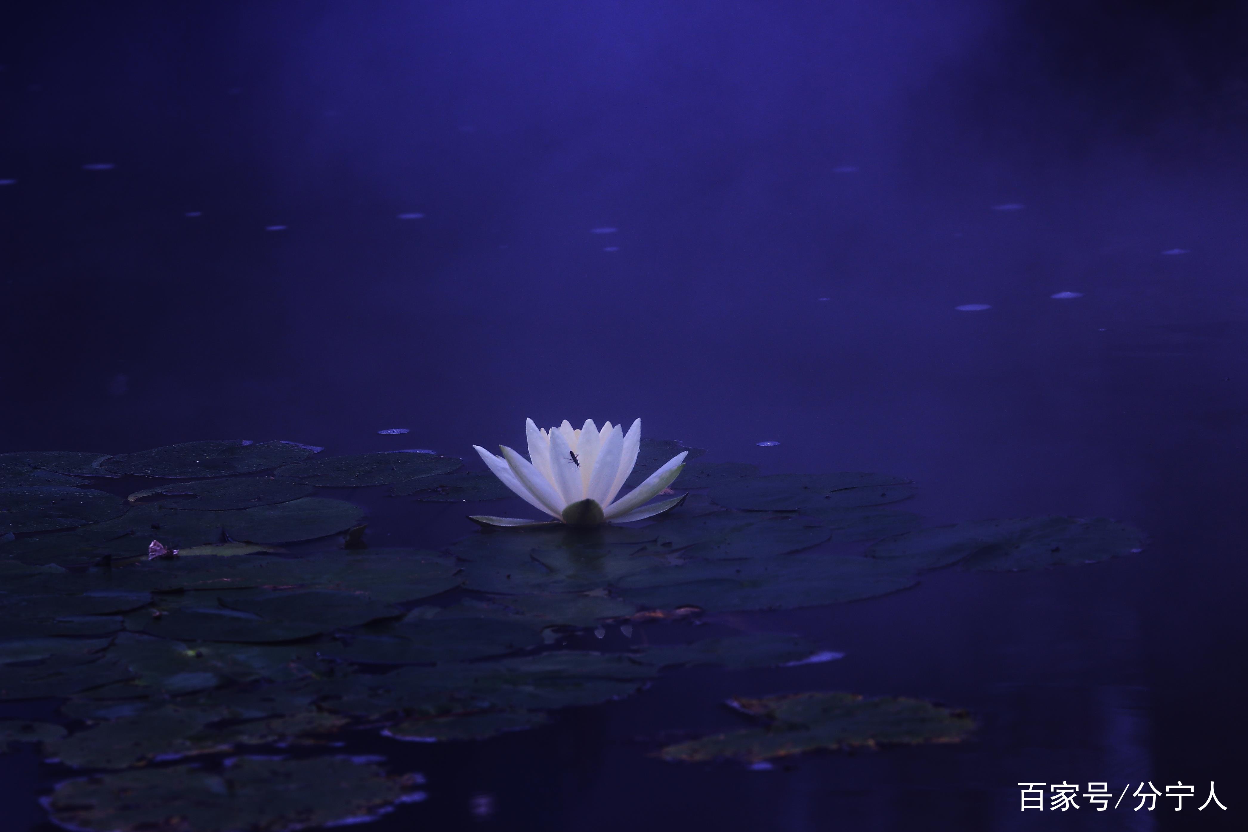 睡莲圣洁之美 超凡脱俗之花 百科ta说