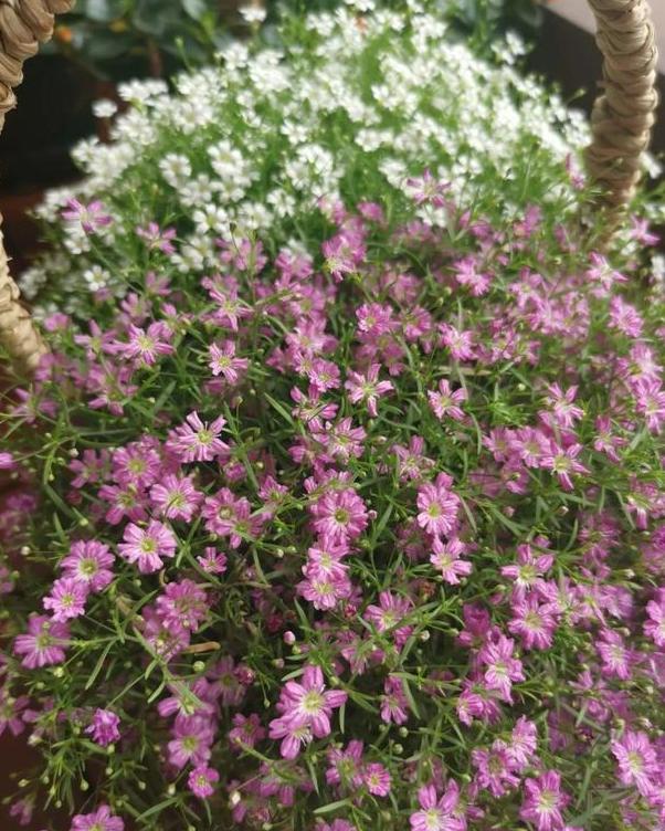 缕丝花