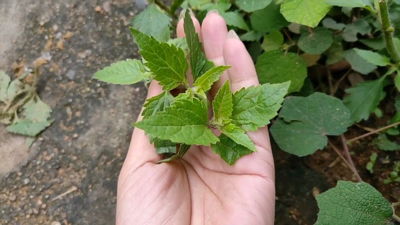 菖蒲 天南星科菖蒲属植物 百度百科