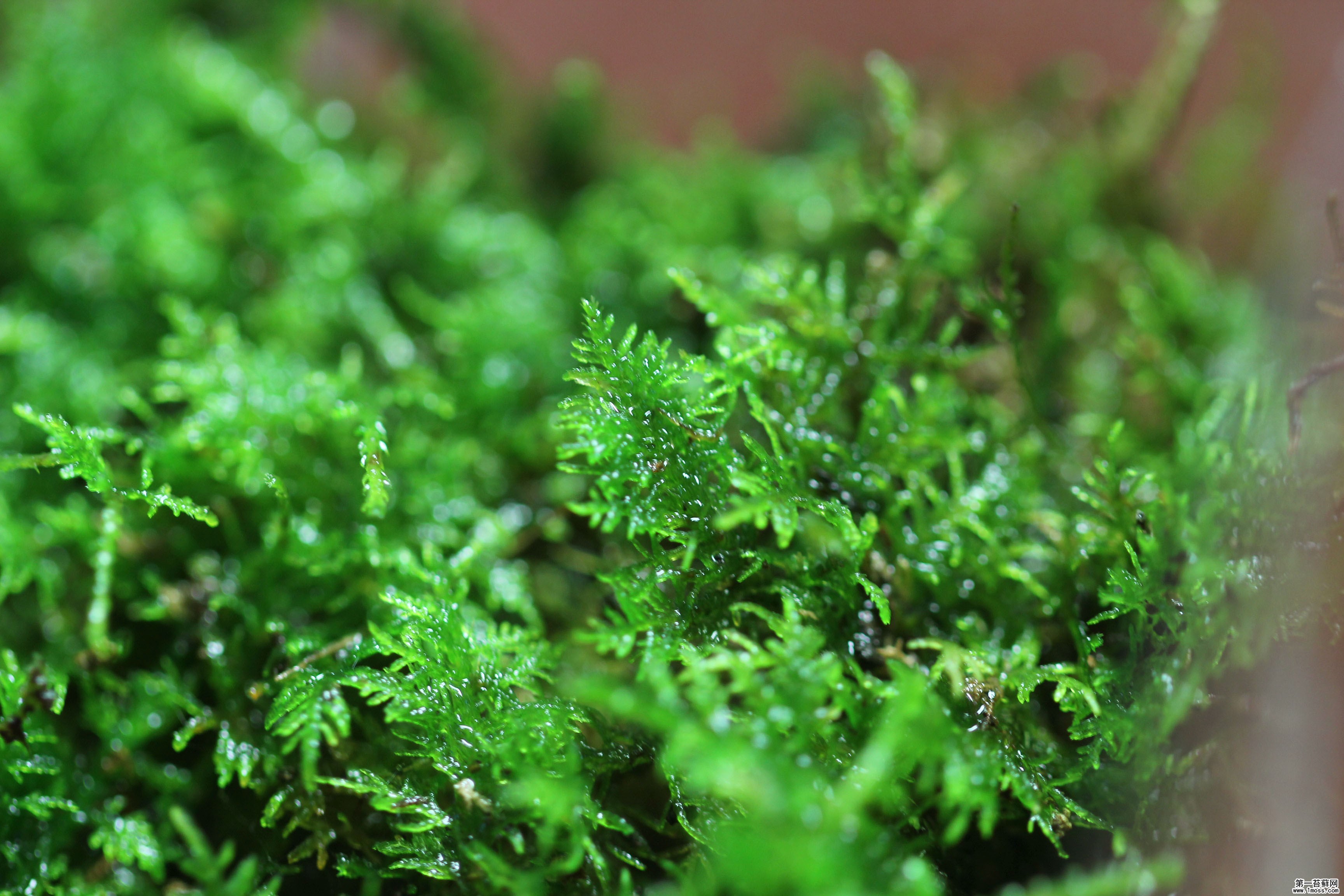  p>东亚小羽藓是 a href="#" data-lemmaid="1387777">羽藓科 /a>, a