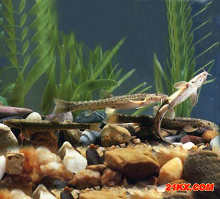  p>小眼须鳅, i>barbatulamicrophthalma  /i>(kessler, 1879) , a