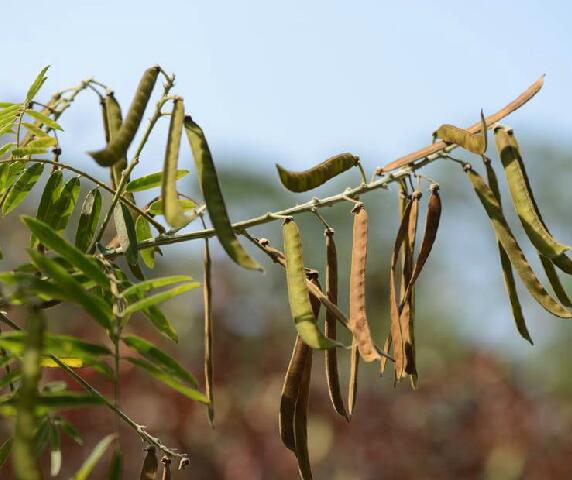  p>白灰毛豆(学名: i>tephrosia candida /i> dc.