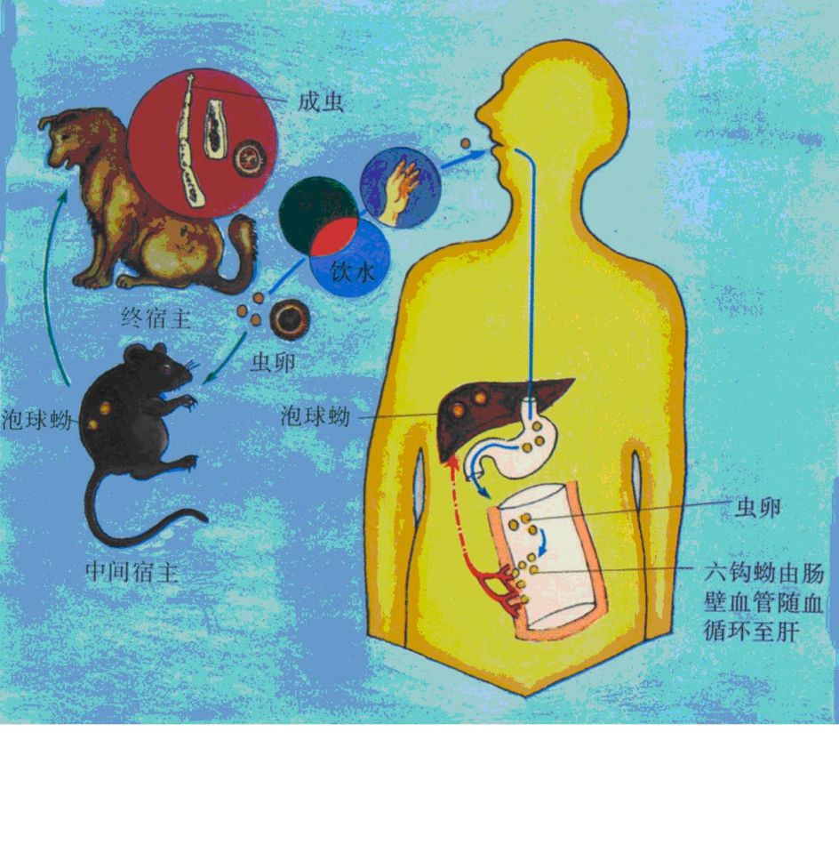  p>绦虫在犬的 a target="_blank" href="/item/肠道寄生虫/8710221"