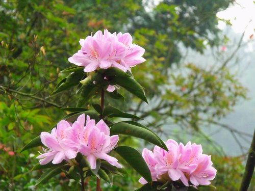  p>鹿角杜鹃(学名: i>rhododendron latoucheae /i> franch.