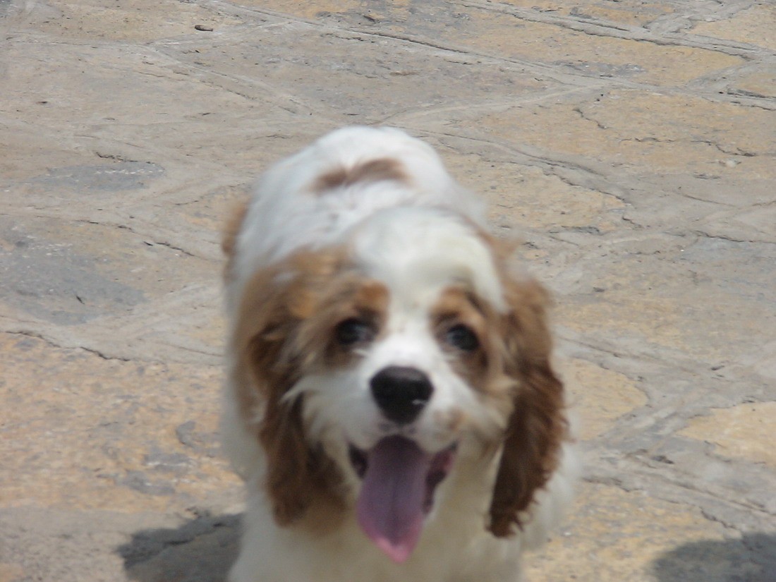  p>可卡颇犬( cockapoo),俗称 a href="#" data-lemmaid="9972949">