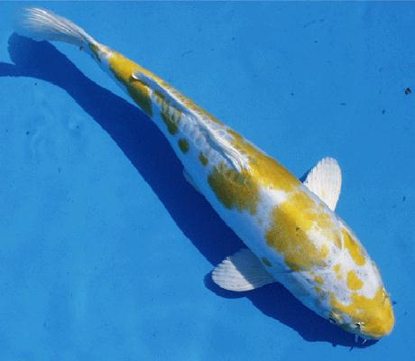  p>金银二色斑纹的锦鲤.头部必须清爽,覆鳞越多越好. /p>