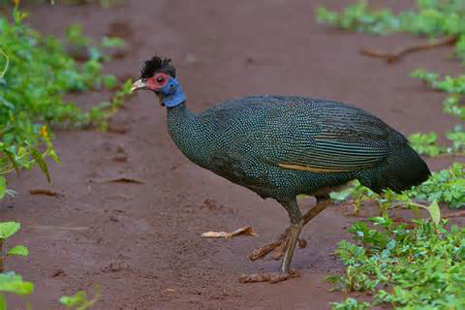 western crested guineafowl