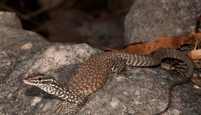  p>刺尾巨蜥(学名: i>varanus primordius /i>)是 a href="#" data