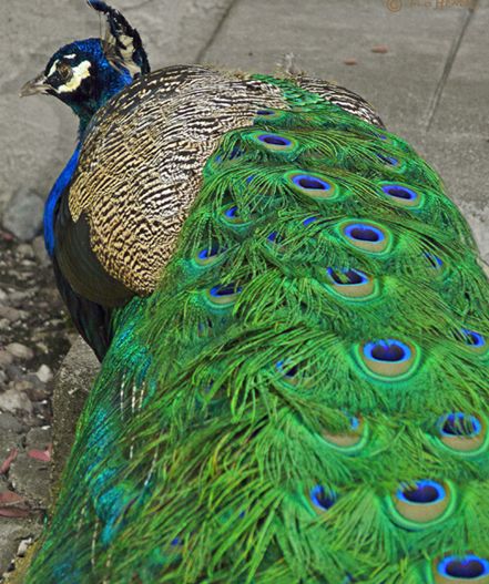  p>蓝孔雀(学名: i>pavo cristatus /i>):体长90-230厘米,翼展130-160